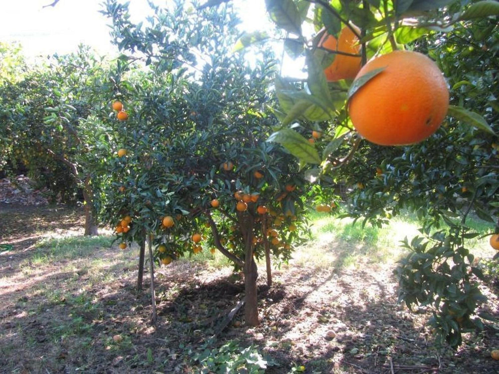 Come In Sicily La Pietra Monaca Διαμέρισμα Acireale Εξωτερικό φωτογραφία