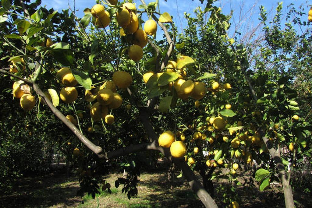 Come In Sicily La Pietra Monaca Διαμέρισμα Acireale Δωμάτιο φωτογραφία